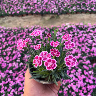 低矮初吻石竹花种子阳台盆栽庭院绿化耐寒花卉四季开花常绿草坪花