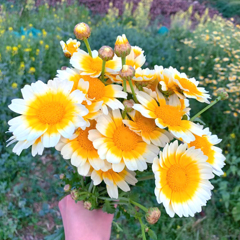 茼蒿菊种子春天播种开花易活多年生木春菊花坛盆栽蓬蒿菊花种籽子