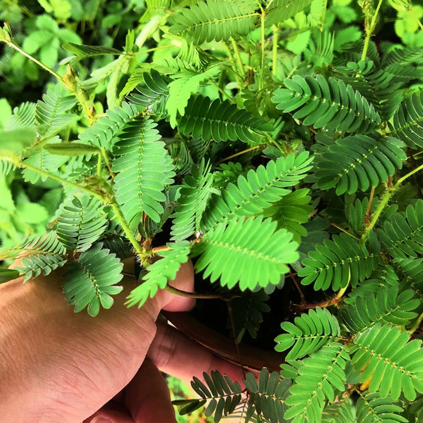 有小院阳台空花盆种 些含羞草薄荷太阳花勿忘我向日葵用小铲子种