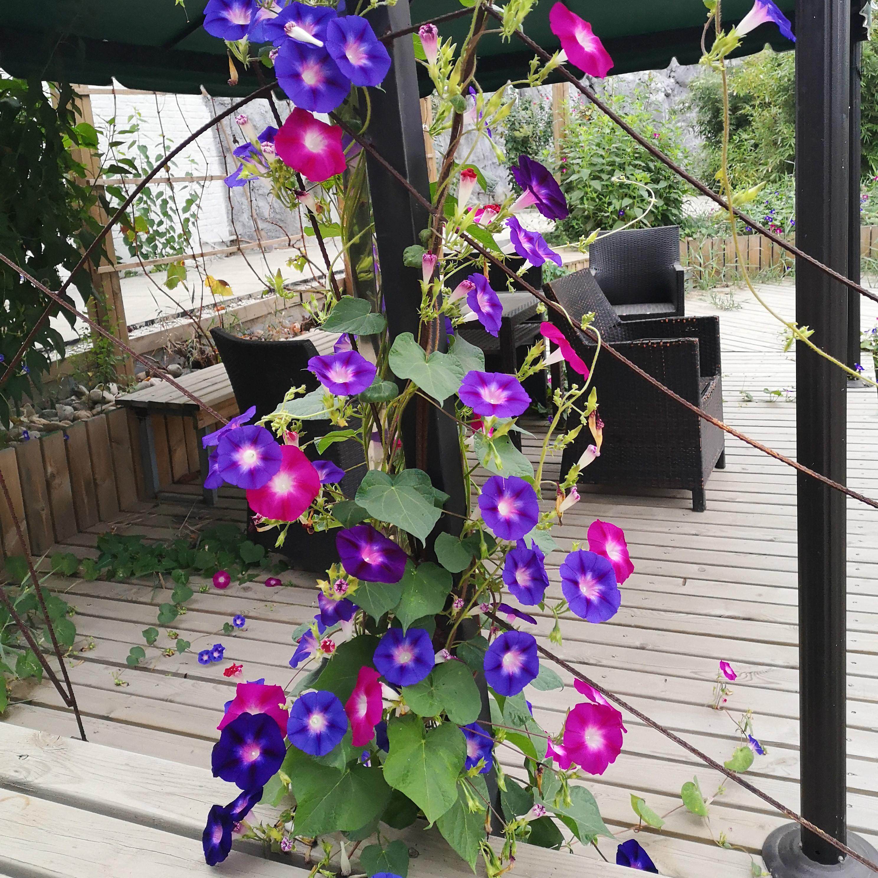 大牵牛花种子爬藤喇叭花种籽春夏播易活花籽庭院美化观赏开花不断