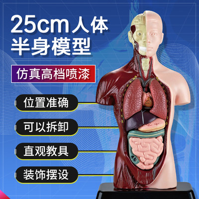 人体器官内脏结构模型可拆卸3d儿童医学解剖心脏躯干骨骼肌肉玩具