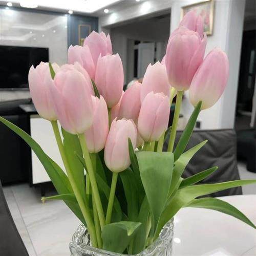 适合冬天养的花郁金香室外植物容易活抗冻耐寒冬季不怕冷四季开花