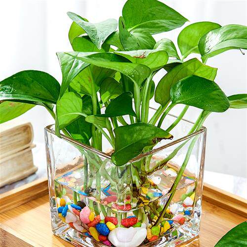 郁金香花盆玻璃花瓶绿植水培花卉器皿透明直筒圆形客厅植物风信子