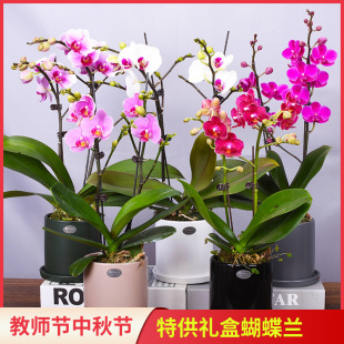 带花苞室内植物花卉四季 蝴蝶兰盆栽新款 开花好养高档名贵送礼兰花