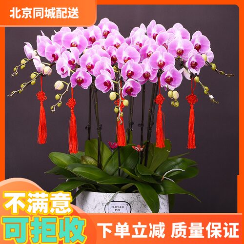 北京鲜花礼品蝴蝶兰盆栽同