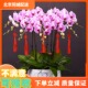 北京同城配送蝴蝶兰盆栽鲜花礼品真兰花盆景年宵室内客厅花卉