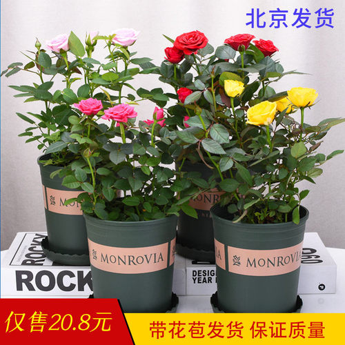 绿植钻石玫瑰蔷薇四季桌面盆栽