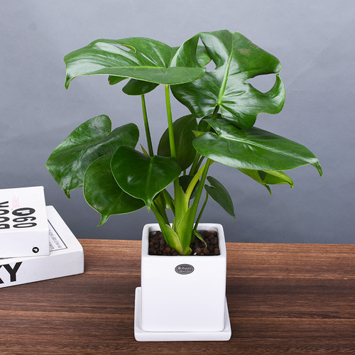 龟背竹北欧花卉盆栽办公室