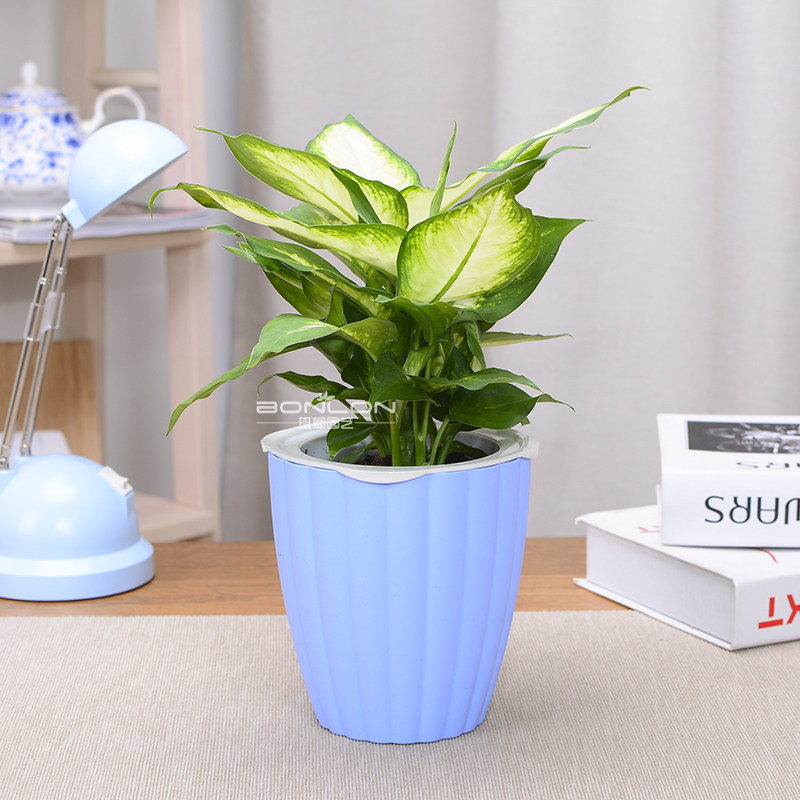 粉黛万年青银皇后花卉盆栽办公室内客厅桌面绿植花叶净化空气植物