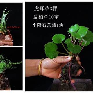 吸水石植物不死草吸水石盆景植物底座盆九死还魂草小草假山