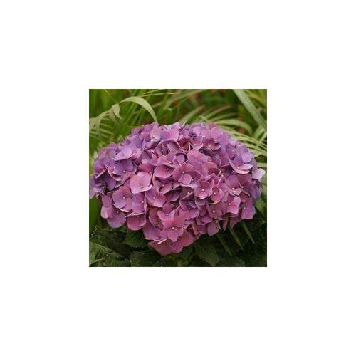 年花盆栽客厅鲜栽四季家用绣球花带花过年H红运当头绿植花卉太阳