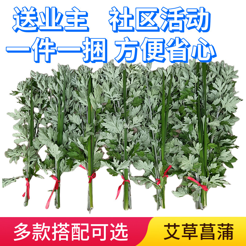 端午节物业送业主挂门艾草艾蒿新鲜艾叶礼品挂件挂门整棵艾草菖蒲