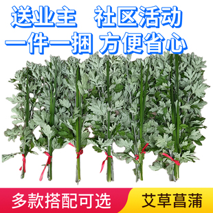 端午节物业送业主挂门艾草艾蒿新鲜艾叶礼品挂件挂门整棵艾草菖蒲