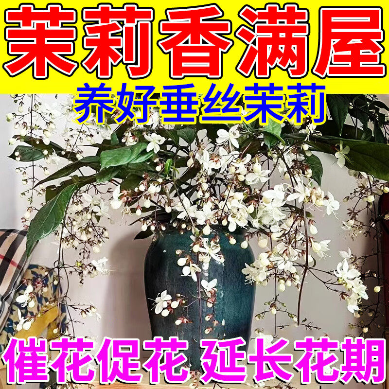 垂丝茉莉专用肥催花促开花营养液黄叶下垂家用养花四季开花用肥料