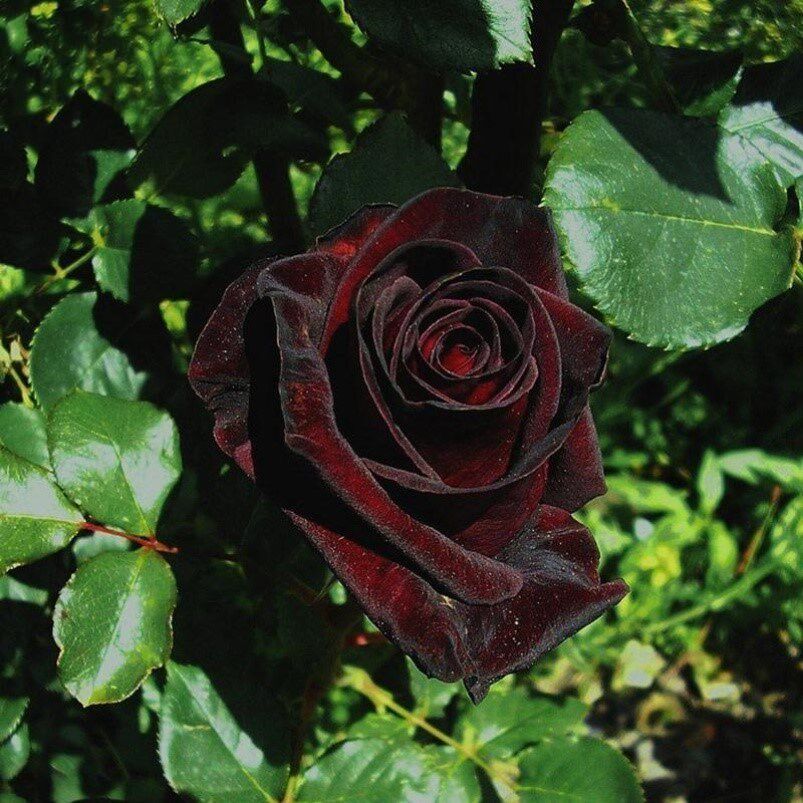 黑巴克月季黑魔术月季月季花苗特大花四季开花重瓣月季香植物切花