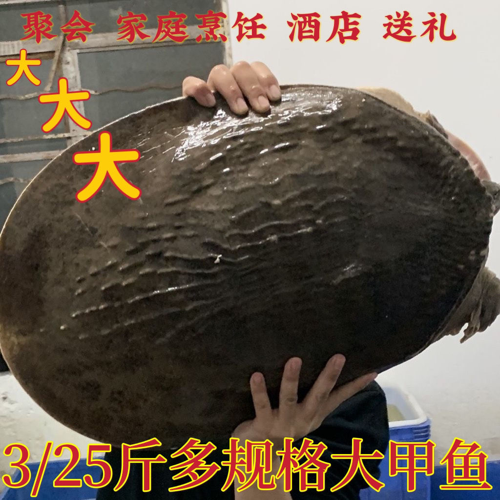 滋补大甲鱼3到20斤珍珠鳖食用水鱼放养高鲜活珍珠鳖水甲鱼煲汤