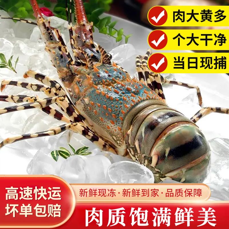 活冻青龙虾生冻青龙虾大龙虾海鲜