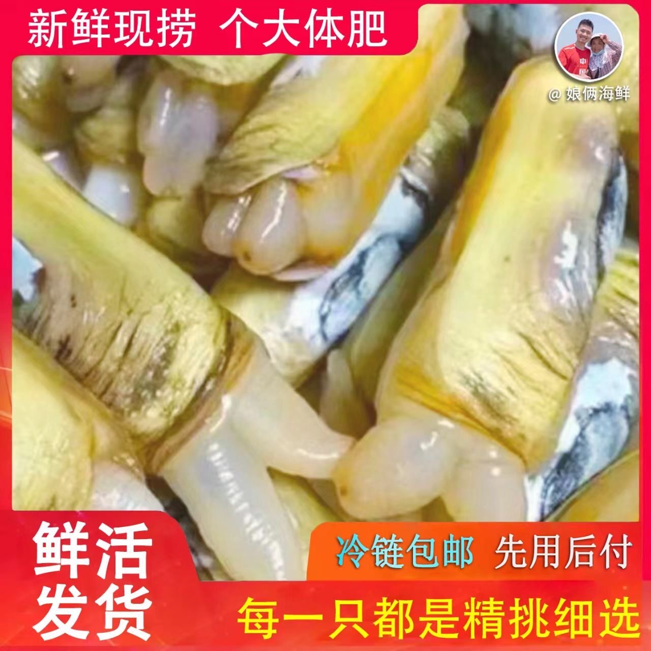 圣子王鲜活蛏子蛏新鲜蛏子现捞现发即食营养活发带壳野生无污染