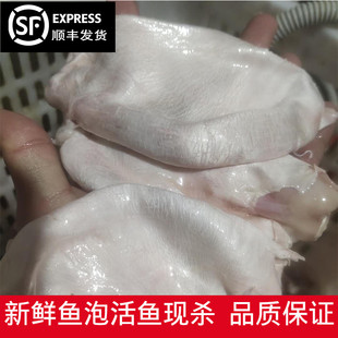鱼泡新鲜发货直发鱼肚鱼杂鱼宝鲤鱼草鱼鲢鱼胶花500g装2斤包邮