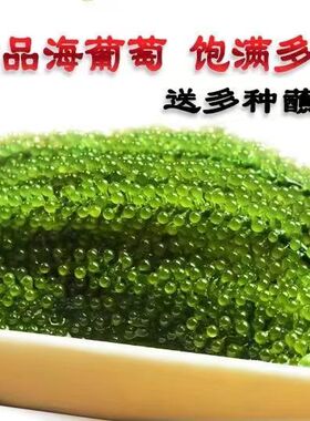 新鲜海葡萄即食长寿菜海带海藻菜裙带菜寿司绿色鱼子酱100g