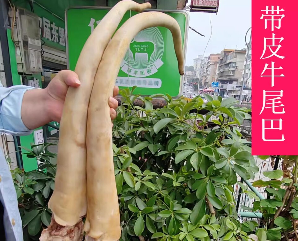 牛尾骨新鲜宝宝整根带皮黄牛尾
