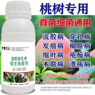 果树流胶病专用桃树病害桃树流胶病穿孔病李子树流胶病微生物菌剂