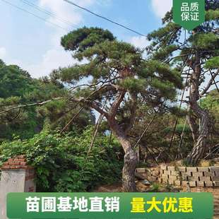 造型松泰山迎客松造型优美黑松白皮松绿化工程量多从优