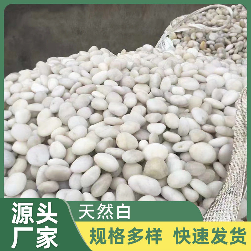现货供应白色鹅卵石天然白色石子水磨石机制鹅卵石造景铺路石