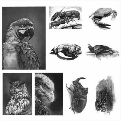 动物素描临摹卡范画少儿美术创意艺高考高清素材超写实精微图