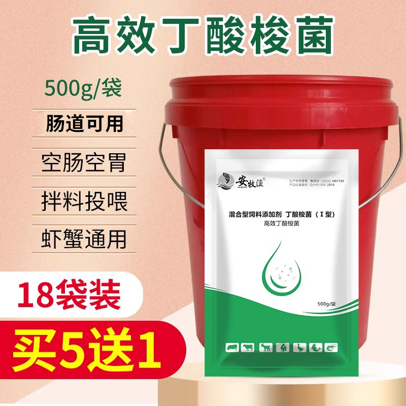 安牧渔丁酸梭菌调节肠道拖白便