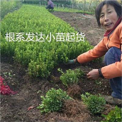 小叶黄杨苗瓜子园林绿化树苗南方北方种植黄杨庭院地栽盆栽黄杨球