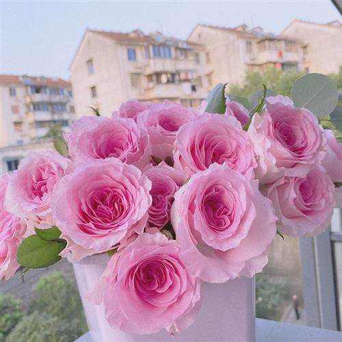 国产花王粉色浪漫大花朵洛神玫瑰鲜花仙气飘飘一见倾心花瓶插花