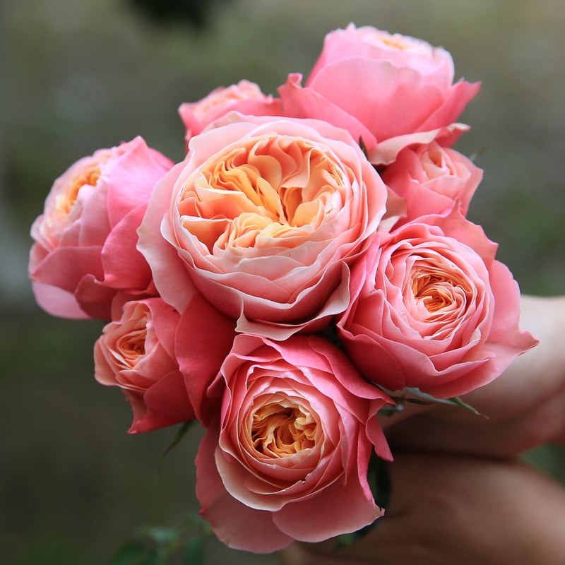 欧月温柔珊瑚心月季扦插小中大苗浓香大勤花月季阳台庭院好养活