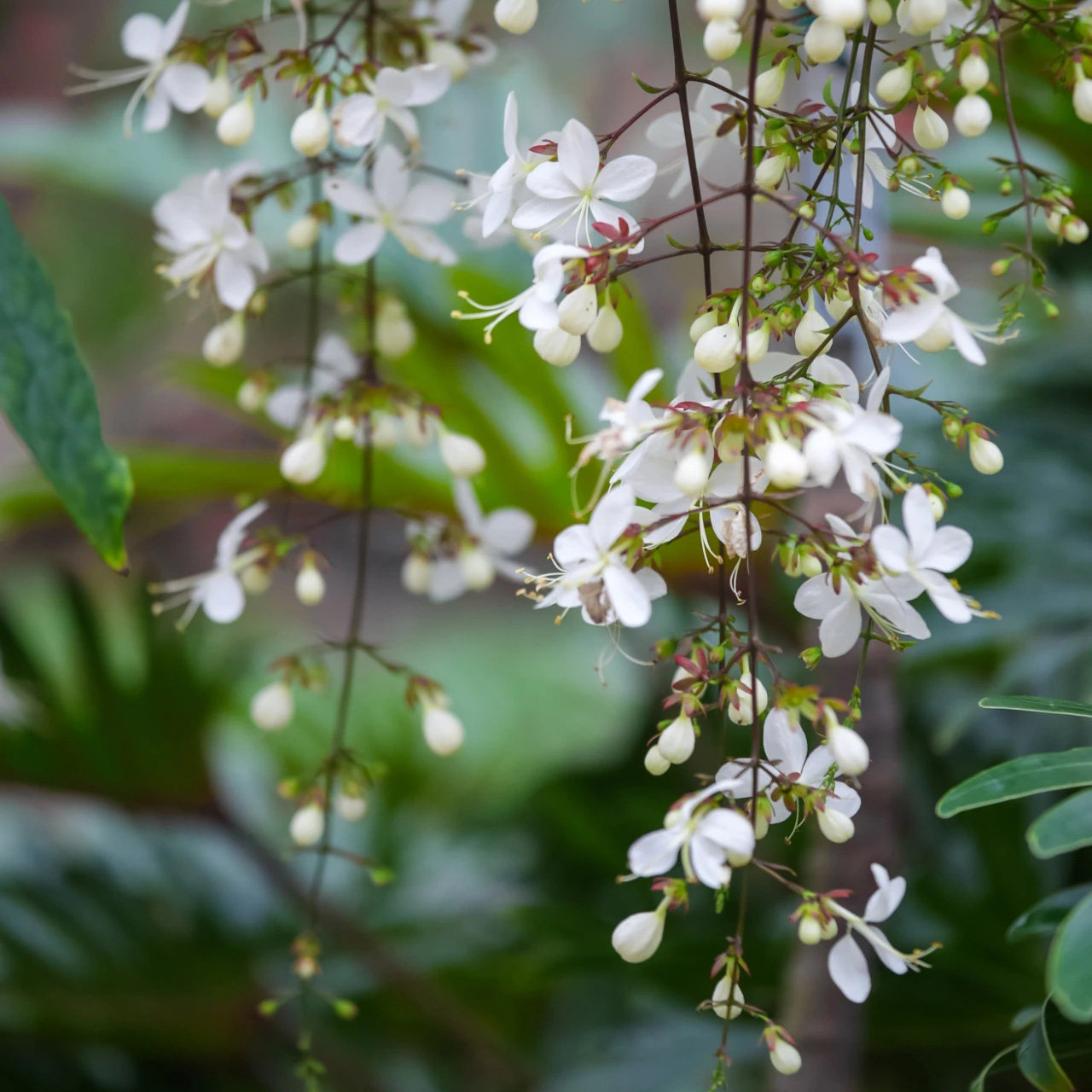 泰国垂丝茉莉垂枝茉莉四季开花白玉蝴蝶年宵花卉花期长好养浓香