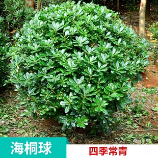 海桐树苗庭院绿化四季常青气味芳香海桐球耐寒植物行道围墙绿篱笆