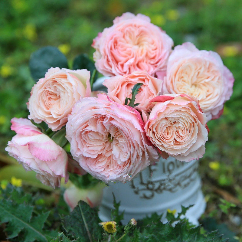 盆载灌木浓香月季美空 灌木切花浓香型 抗病性好花期长好成活