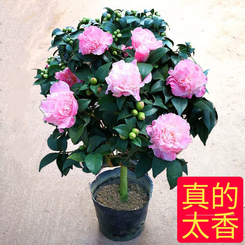 烈香茶花盆栽山茶花苗粉色香妃茶花四季常青绿植花卉带花苞盆景