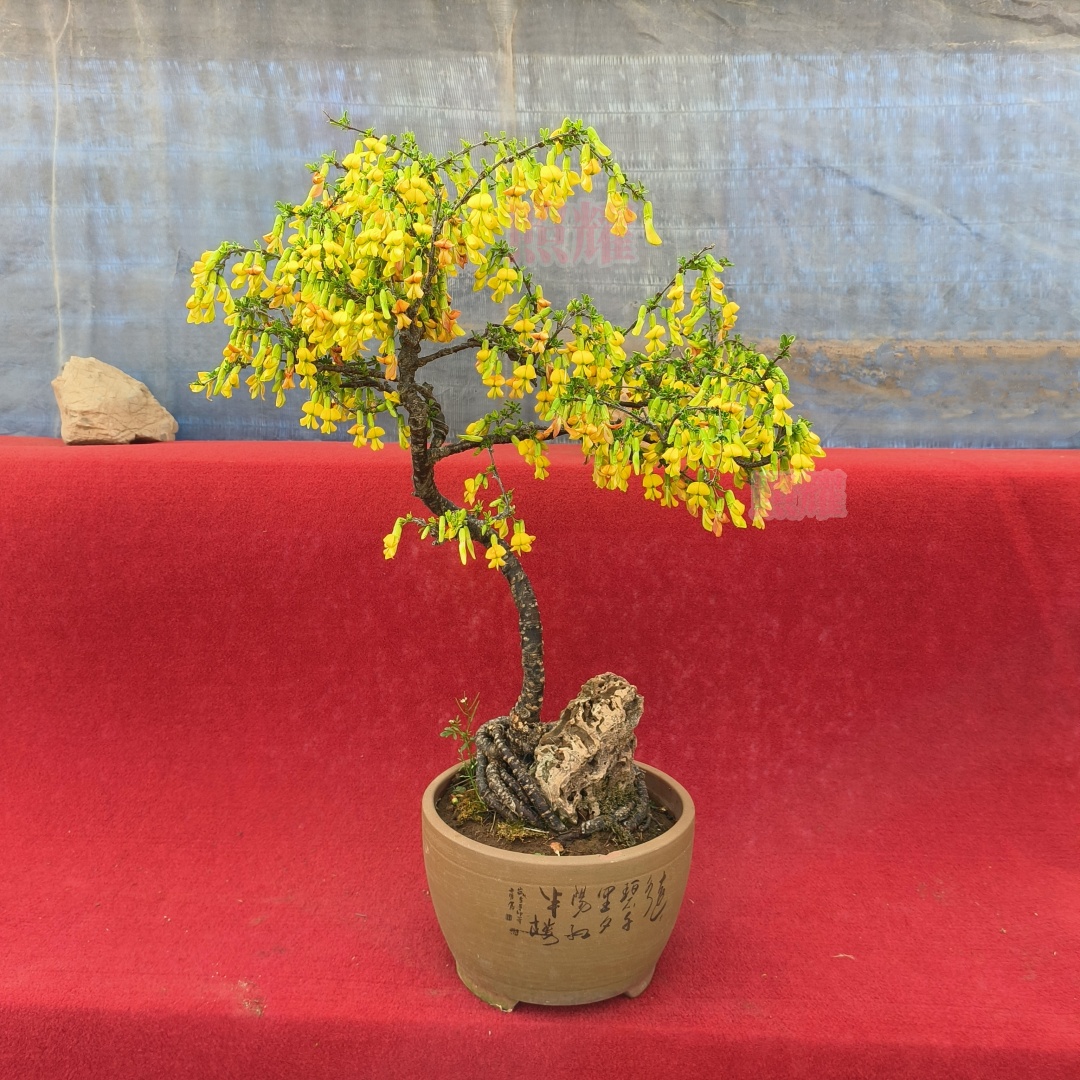 食用金雀花树苗盆栽黄金雀阳台庭院种植南雀耐寒植物阳雀花锦鸡儿 鲜花速递/花卉仿真/绿植园艺 时令草本花卉 原图主图