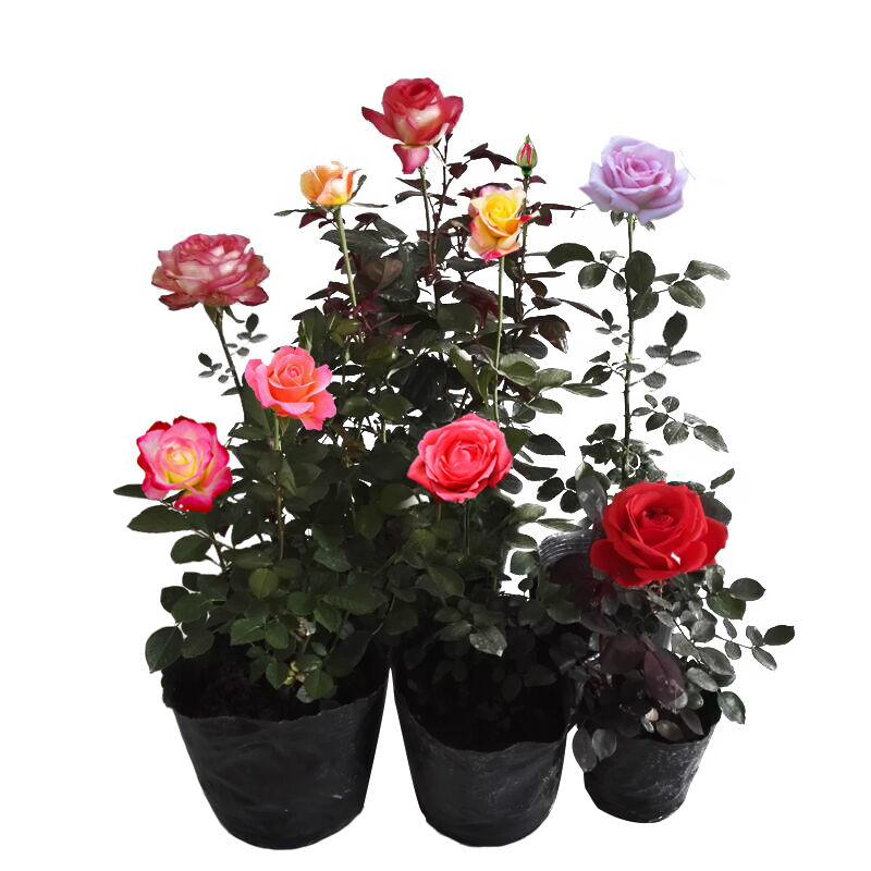 玫瑰阳台盆栽花期长浓香月季