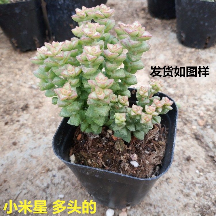 盆栽多肉植物小米星多肉植物桌面植物多头山地玫瑰易成活