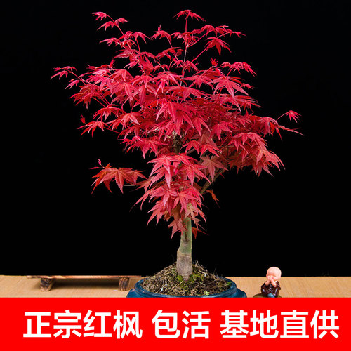 红枫盆景植物客厅四季室内盆栽