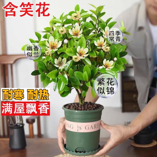 含笑浓香型常绿耐寒易活花卉植物