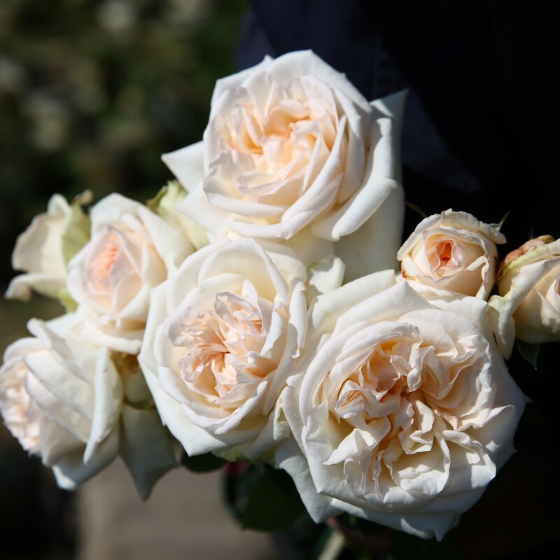 欧月日月 白色哈娜 浓香勤花典雅大切花耐开抗病扦插月季玫瑰