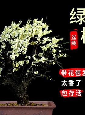 照耀阳台室外冬天春天耐寒耐旱