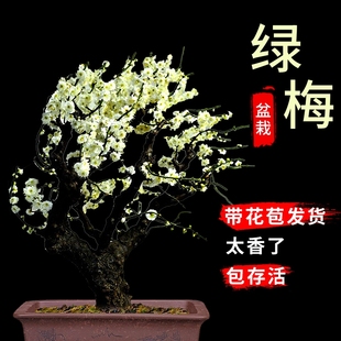 绿梅花盆栽老桩盆景耐寒植物庭院阳台绿萼梅花绿花原生红梅树苗