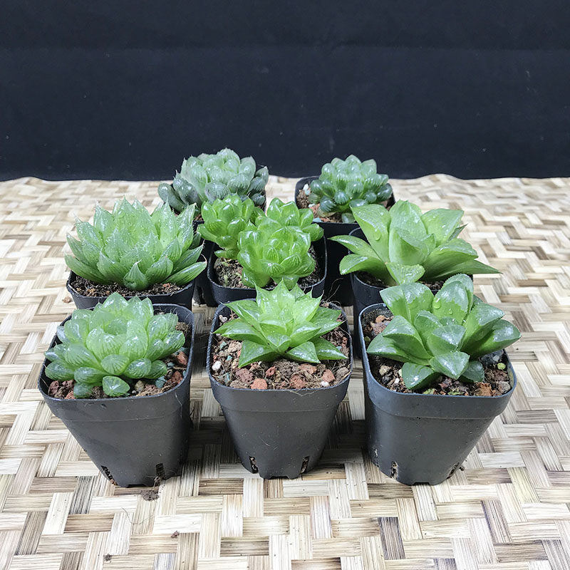 多肉植物组合姬玉露大窗冰灯玉露水晶莲帝玉露水晶寿宝草草玉露