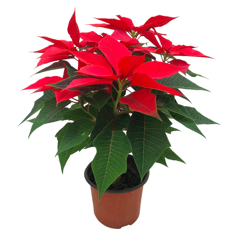 花卉盆栽一品红大红色年宵花观叶美观圣诞花室内花卉绿植好养活