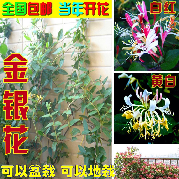 食用金银花树苗盆栽室内客厅四季开花植物庭院阳台爬藤花卉盆景