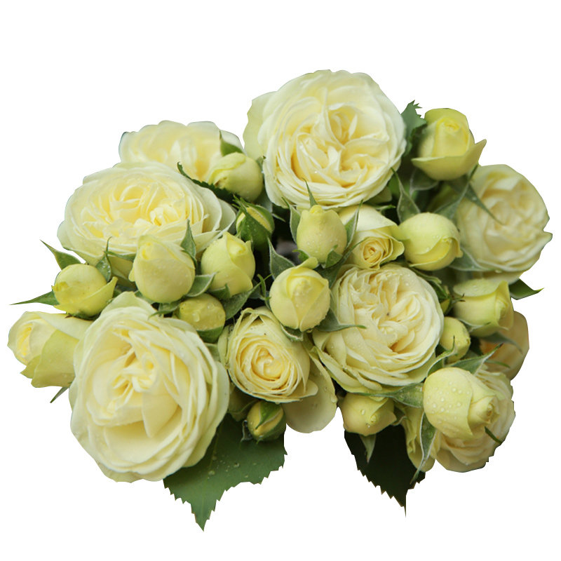 奶油龙沙带花苞现货灌木欧月绿色白色月季花苗大花切花浓香型玫瑰