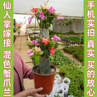 仙人掌嫁接蟹爪兰双层嫁接令箭荷花盆栽带花多色四季多肉植物盆景